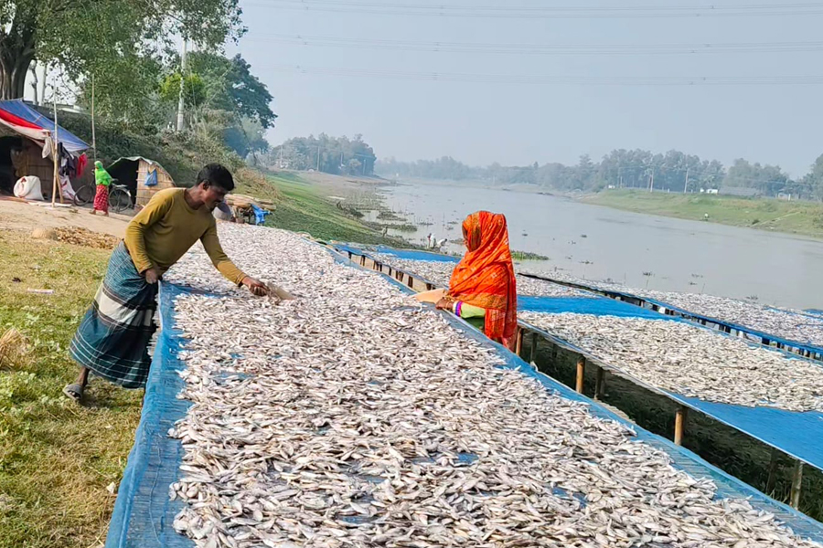 বিখ্যাত চলনবিল অঞ্চলের শুঁটকির চাতাল হারাচ্ছে ঐতিহ্য