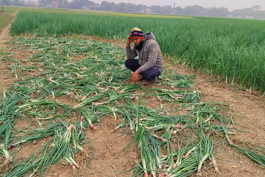 পাংশায় রাতের আঁধারে পেঁয়াজ ক্ষেত নষ্ট