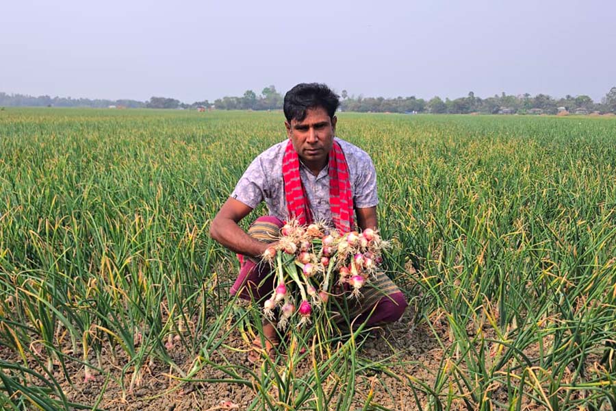 পাবনায় বিষ প্রয়োগে ৬ বিঘা জমির পেঁয়াজ নষ্ট