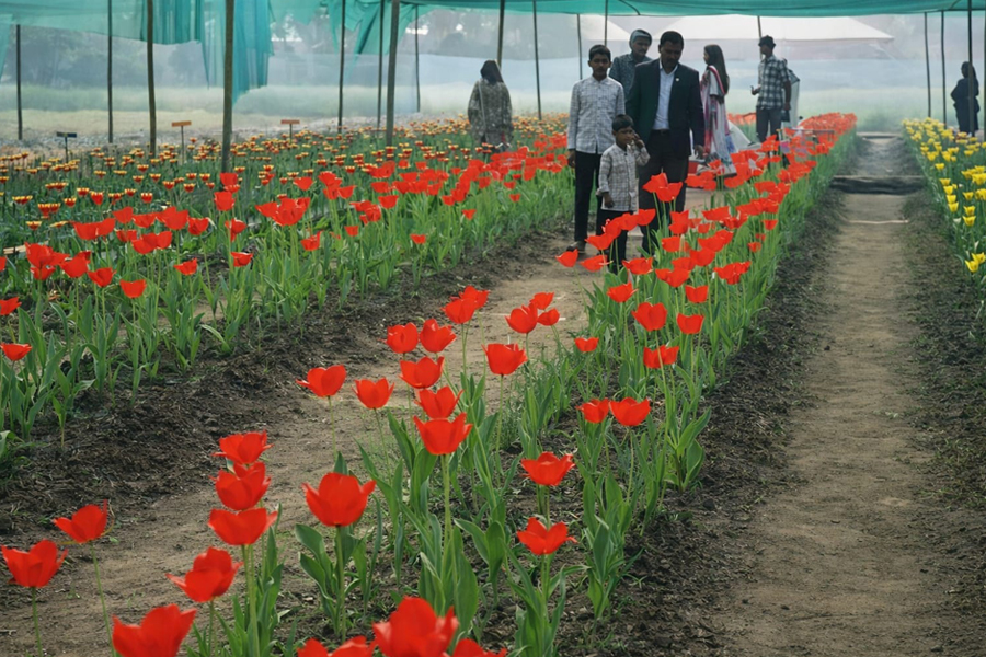পঞ্চগড়ে টিউলিপে পর্যটনের নতুন দিগন্ত