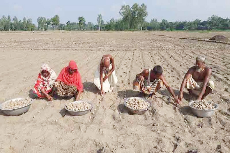 আগাম আলু চাষে আশাবাদী চাঁদপুরের কৃষকরা