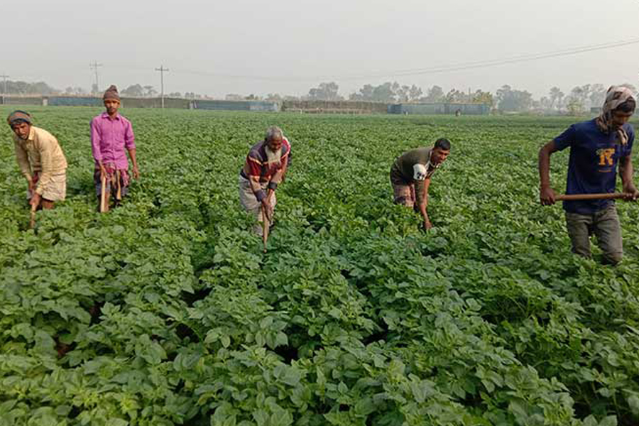 লোকসানেও রাজশাহীতে ব্যাপক আলুচাষ