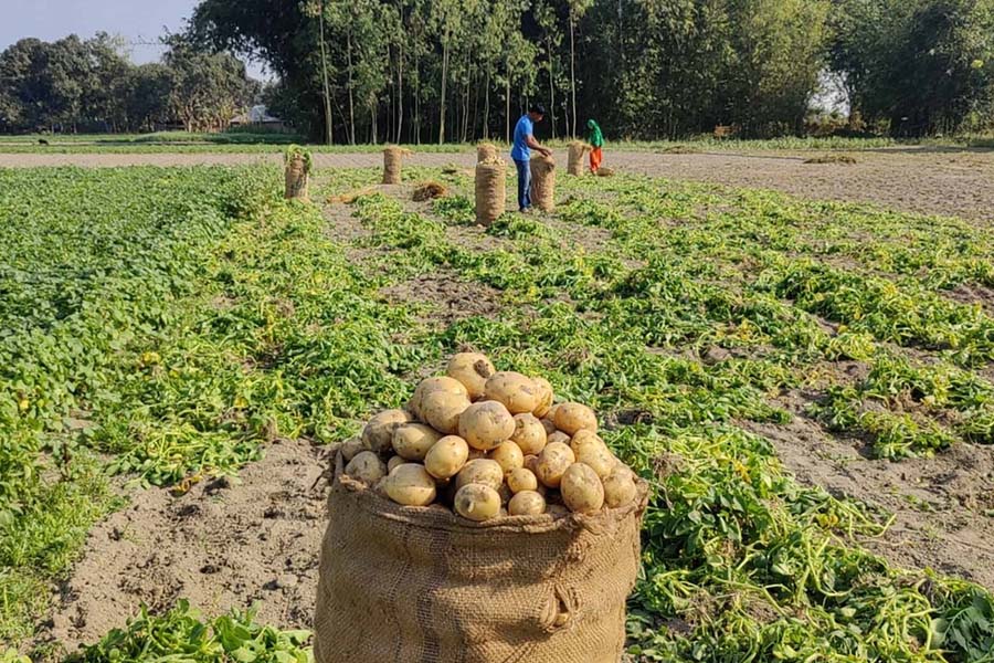 আলুর বস্তাপ্রতি ২০ টাকা চাঁদা নেন স্বেচ্ছাসেবক দল নেতারা