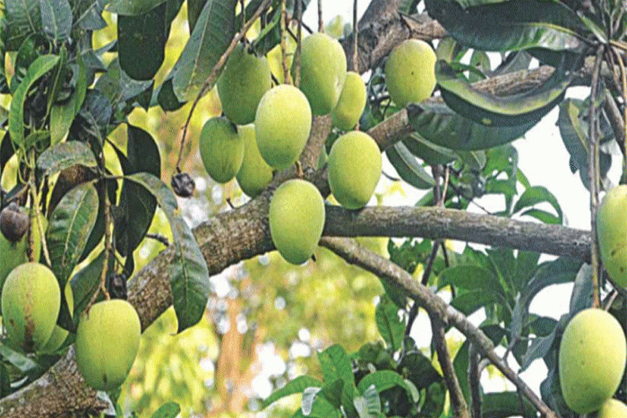চলতি সপ্তাহে-ই বাজারে আসছে রাজশাহীর আম