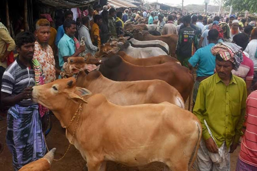 রাজশাহী সিটি পশুহাটে দুর্ভোগ চরমে, কোটি টাকার রাজস্বেও নেই উন্নয়ন