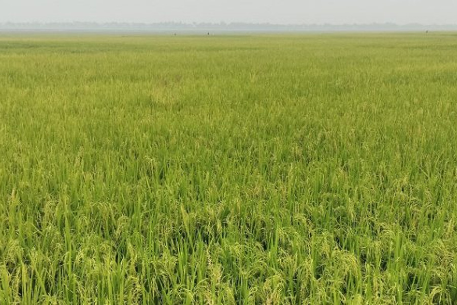 বিলের বুকে সবুজ-সোনালী সমারোহ, কৃষকের স্বপ্ন