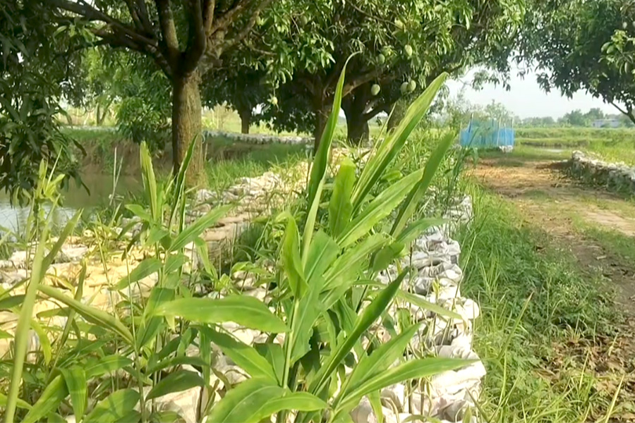তানোরের পুকুরপাড়ে বস্তায় আদা চাষে কৃষকদের সাফল্য