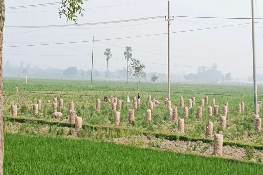 তাপদাহে বিপর্যস্ত কৃষিকাজ, মাঠ ছাড়ছেন শ্রমিকরা
