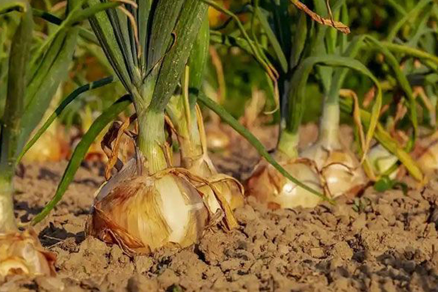 পেঁয়াজের বাম্পার ফলন হলেও চাষিদের মুখে হাসি নেই