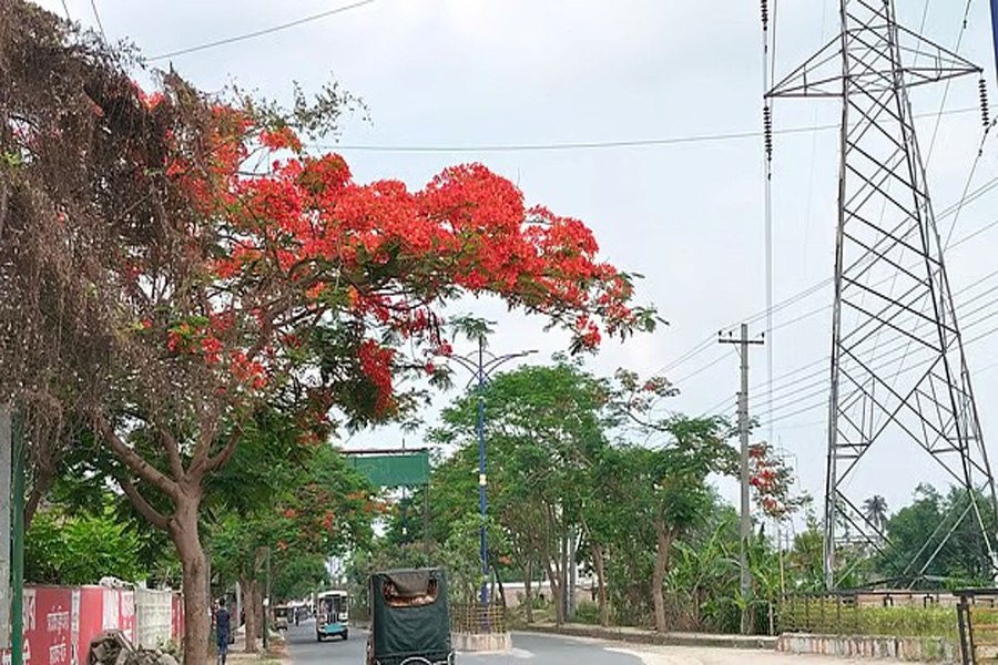 সোনালু-জারুল-কৃষ্ণচূড়ায় রঙিন রাজশাহীর সড়ক