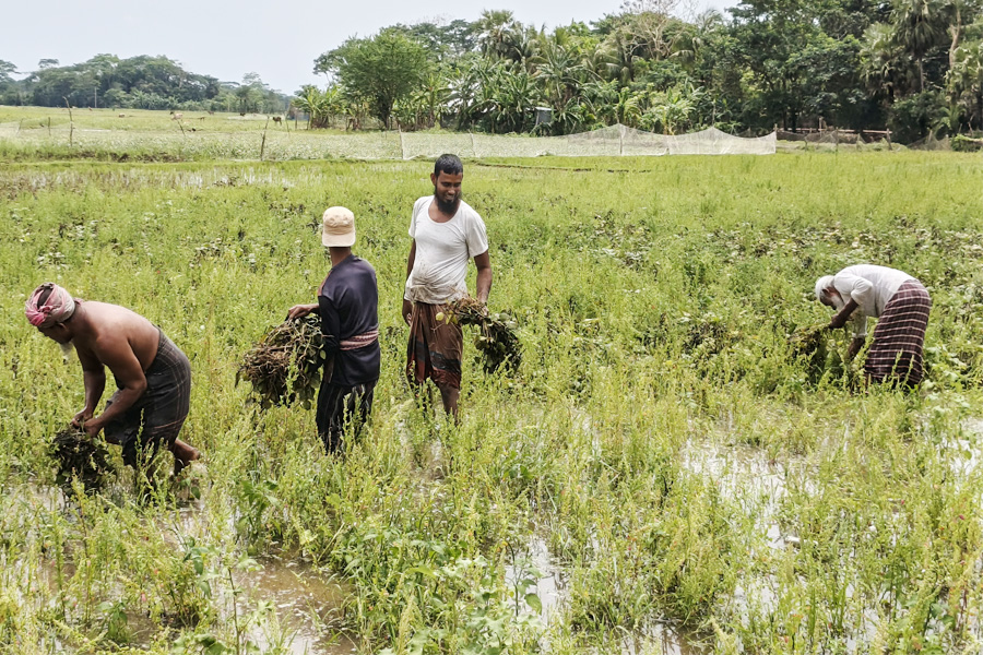 রাঙ্গাবালীতে ফসল ঘরে তোলার আগেই বৃষ্টি, বিপাকে হাজারো কৃষক