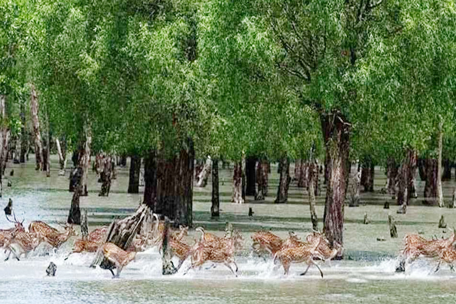 সাতক্ষীরা ‘এ’ ক্যাটাগরির জেলায় উন্নীত