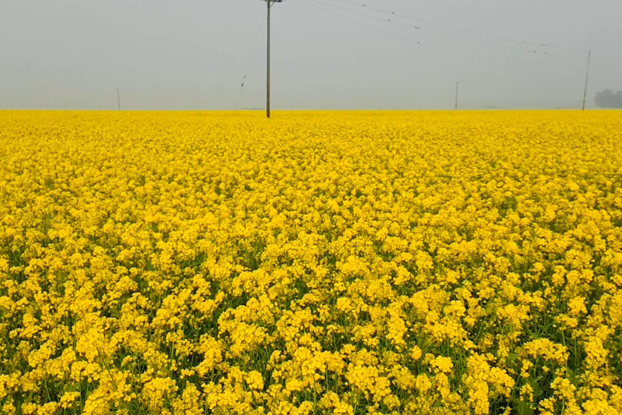 ভাঙ্গুড়ার মাঠ জুড়ে শোভা ছড়াচ্ছে সরিষা ফুল