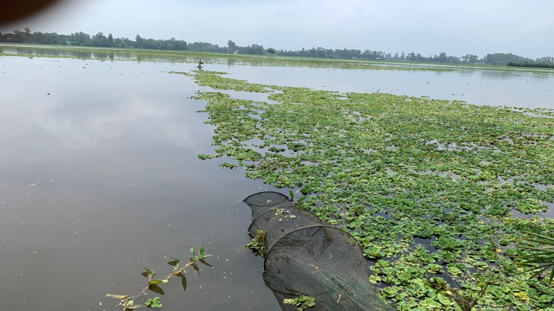 উল্লাপাড়ায় চায়না জালে ডিমওয়ালা মাছ নিধন, বিপন্ন দেশি মাছ