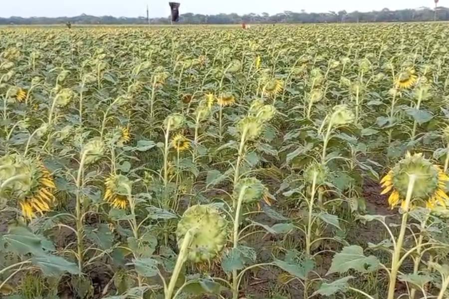 সূর্যমুখীর সোনালি হাসিতে বদলে যাচ্ছে রাঙ্গাবালী