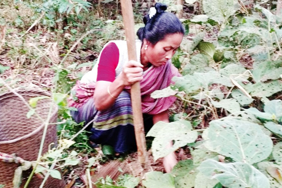 টাঙ্গাইলে বিলীনপ্রায় প্রাকৃতিক বন আলু