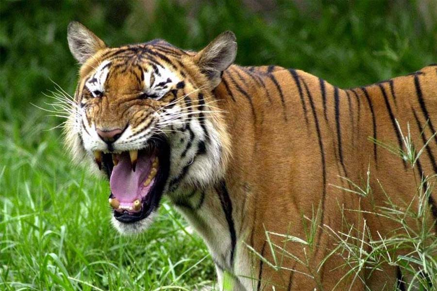 মহারাষ্ট্রে বাঘের হামলায় নিহত ৪ নারী