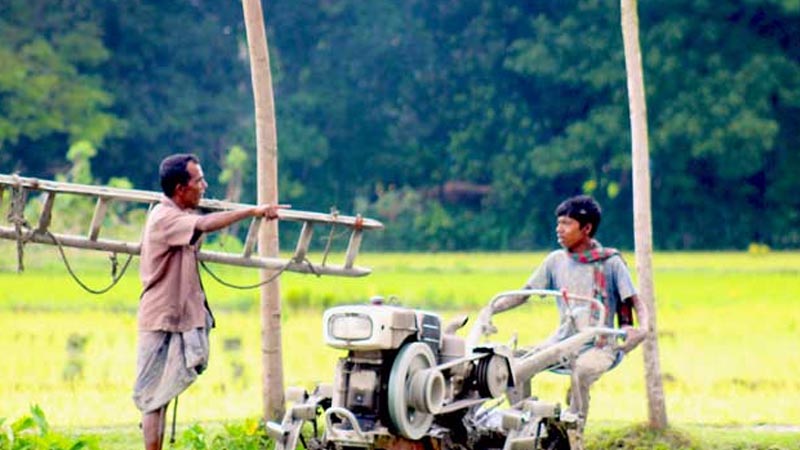 রাজশাহীতে আমনের দরপতনে দুশ্চিন্তায় কৃষকরা