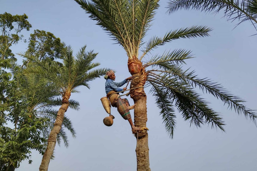 বিলুপ্তির পথে খেজুরের রস, হারিয়ে যাচ্ছে শীতের ঐতিহ্য