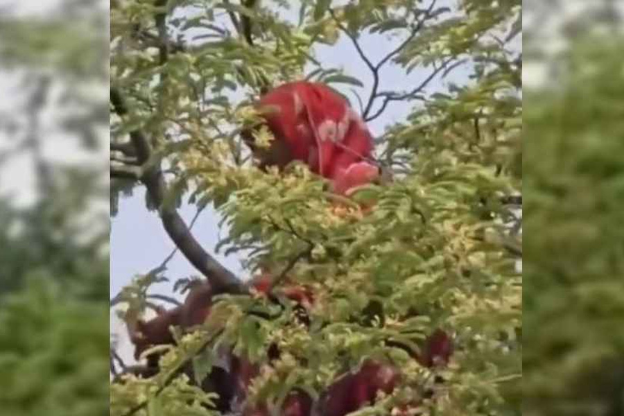 আবারও মগডালে সেই নারী