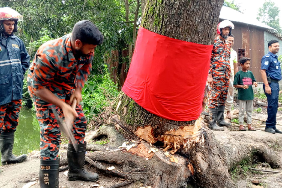 সেই ‘অলৌকিক’ গাছ কেটে ফেলল প্রশাসন