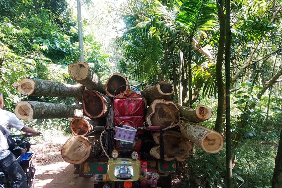 বাঁশখালীতে সংঘবদ্ধ চক্রের শতাধিক গাছ কাটার অভিযোগ