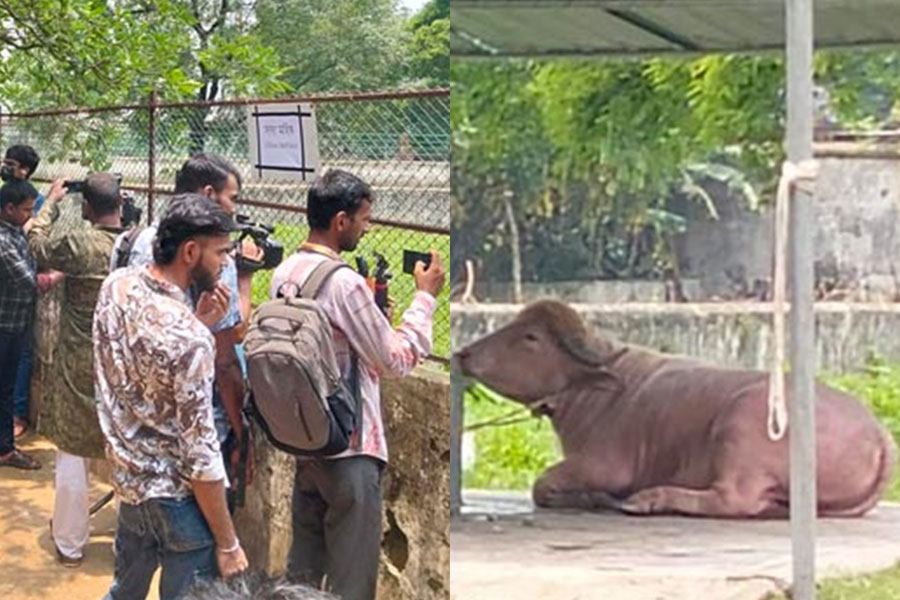 চিড়িয়াখানায় ডোনাল্ড ট্রাম্প, দর্শনার্থীদের ভিড়