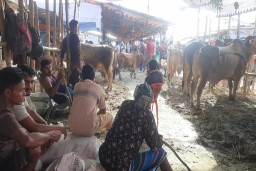অবিক্রিত পশু নিয়ে বিপাকে ব্যাপারীরা