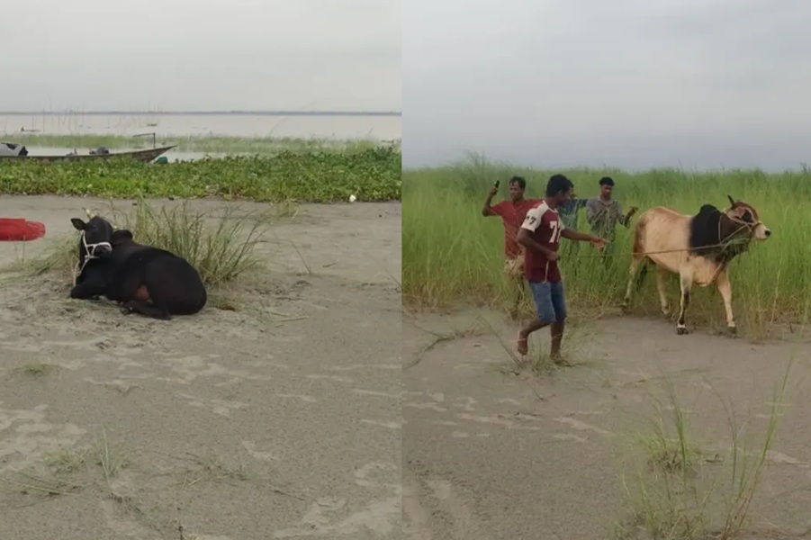 পদ্মায় ট্রলার ডুবে ২৩ গরুসহ ব্যাপারী নিখোঁজ