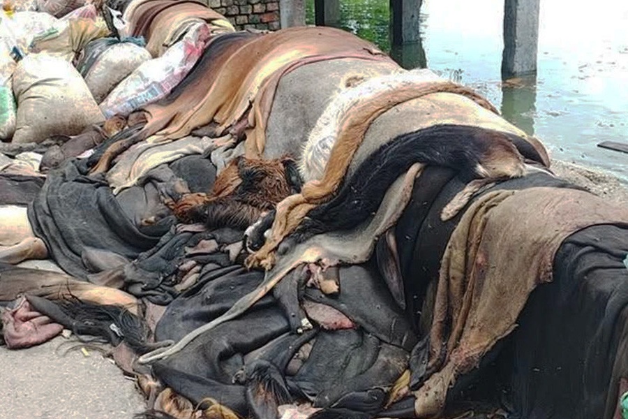 চামড়ার নামমাত্র দাম, ব্যবসায়ীরা হতাশ
