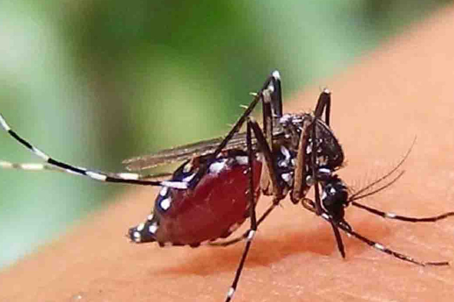 ডেঙ্গুতে ৫ জনের মৃত্যু, হাসপাতালে ভর্তি ৬৩৬