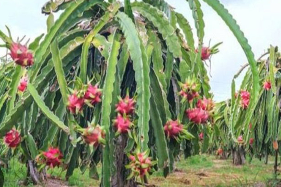রাজশাহী বরেন্দ্র অঞ্চলে ড্রাগন চাষে সাড়া