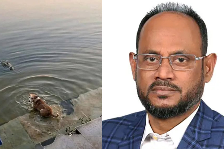 কুকুর-কুমির ঘটনার তদন্তে দোষীদের শাস্তির নির্দেশ প্রাণিসম্পদ প্রতিমন্ত্রীর