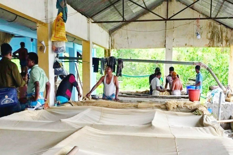হালদার ডিম থেকে উৎপাদিত রেনু বিক্রি শুরু আজ