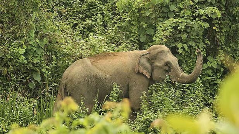 নেত্রকোনায় সীমান্তে ভারতীয় বুনো হাতির পাল