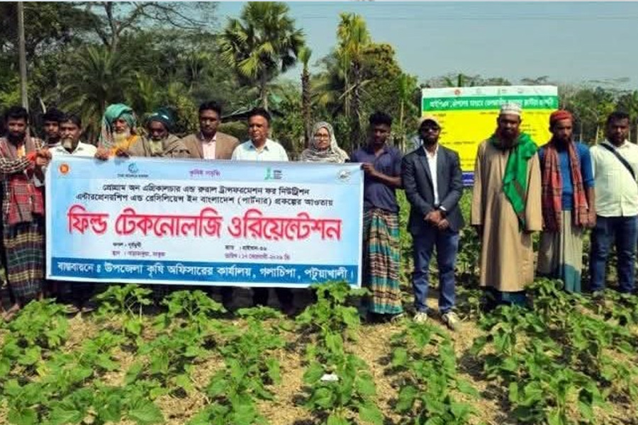 গলাচিপায় কৃষকদের নিয়ে মাঠ পর্যায়ে প্রযুক্তি দিকনির্দেশনা কর্মসূচি