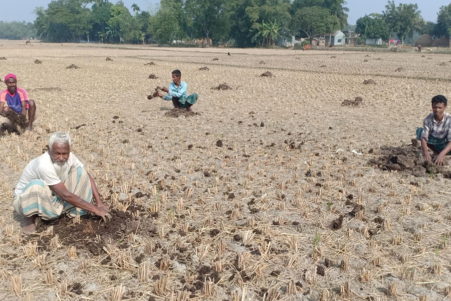 মাটির স্বাস্থ্য রক্ষায় জৈব সারের পথে গৌরীপুরের কৃষক সমাজ