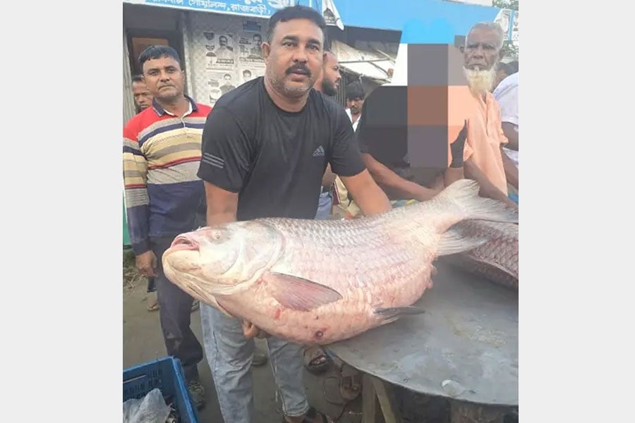 ৩৫ কেজির কাতল বিক্রি হলো ৭৩৫০০ টাকায়