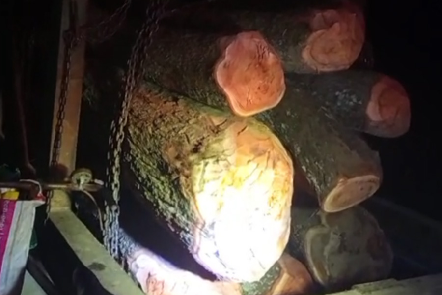 কেন্দুয়ার মাসকা ইউনিয়নে সরকারি গাছ কাটার অভিযোগ