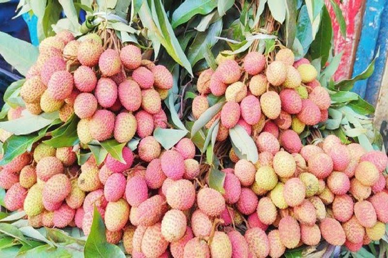 রাজশাহীর বাজারে ‘বোম্বে’ লিচু, ৫৬ কোটি টাকা বাণিজ্যের সম্ভাবনা