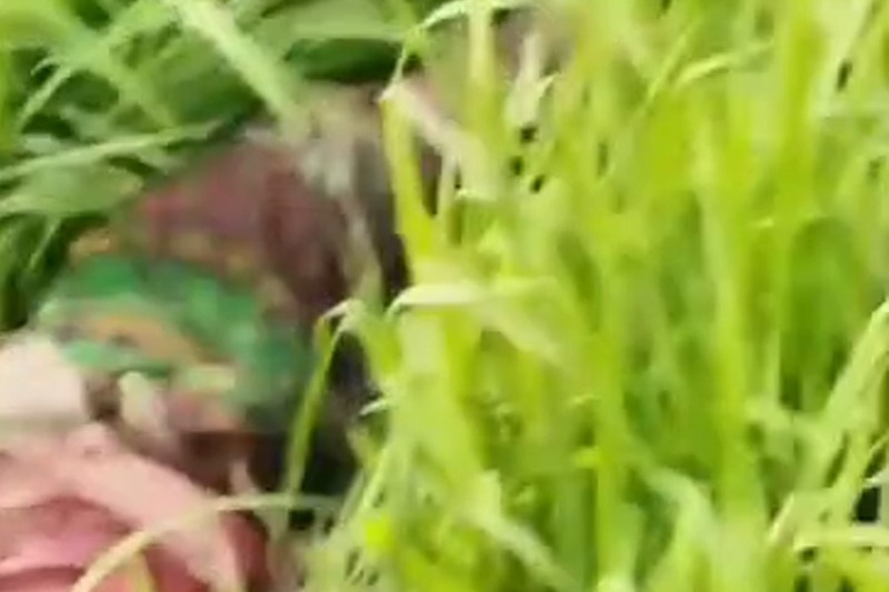 পাবনার বেড়ায় জবাই করা লাশ উদ্ধার