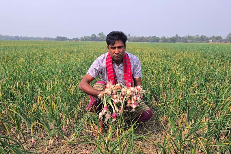 পাবনায় বিষ প্রয়োগে ৬ বিঘা জমির পেঁয়াজ নষ্ট