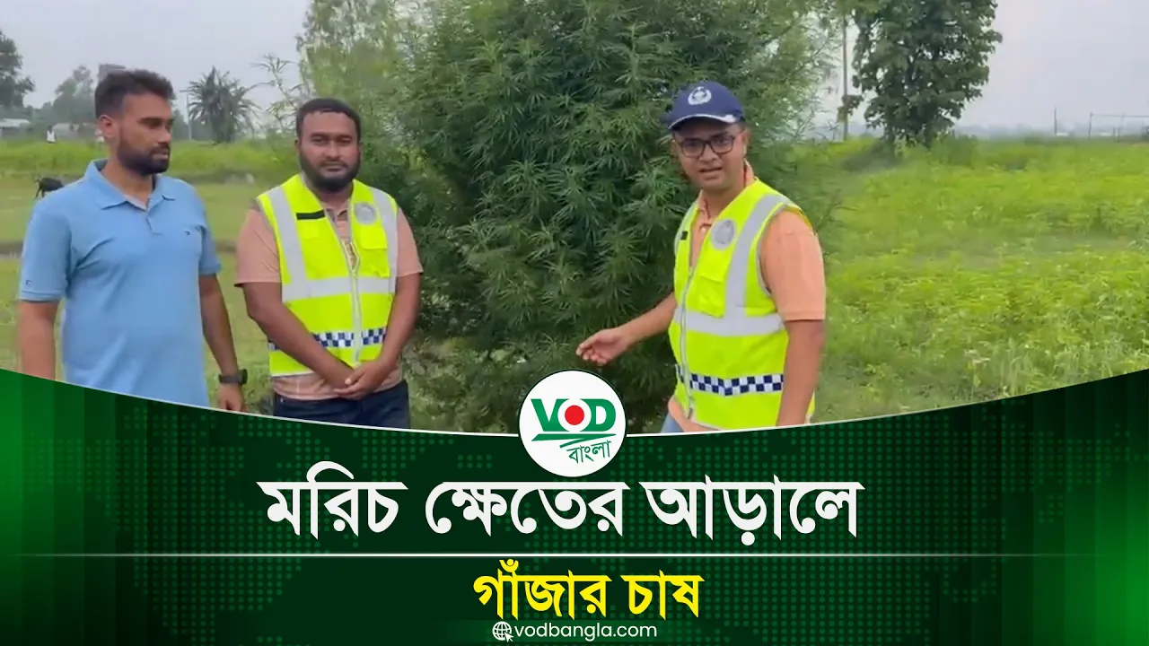 কুড়িগ্রামে মরিচ ক্ষেতের আড়ালে গাঁজার চাষ