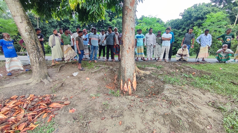 চাটমোহরে স্কুলের গাছ কাটা নিয়ে দুই পক্ষের বিরোধ