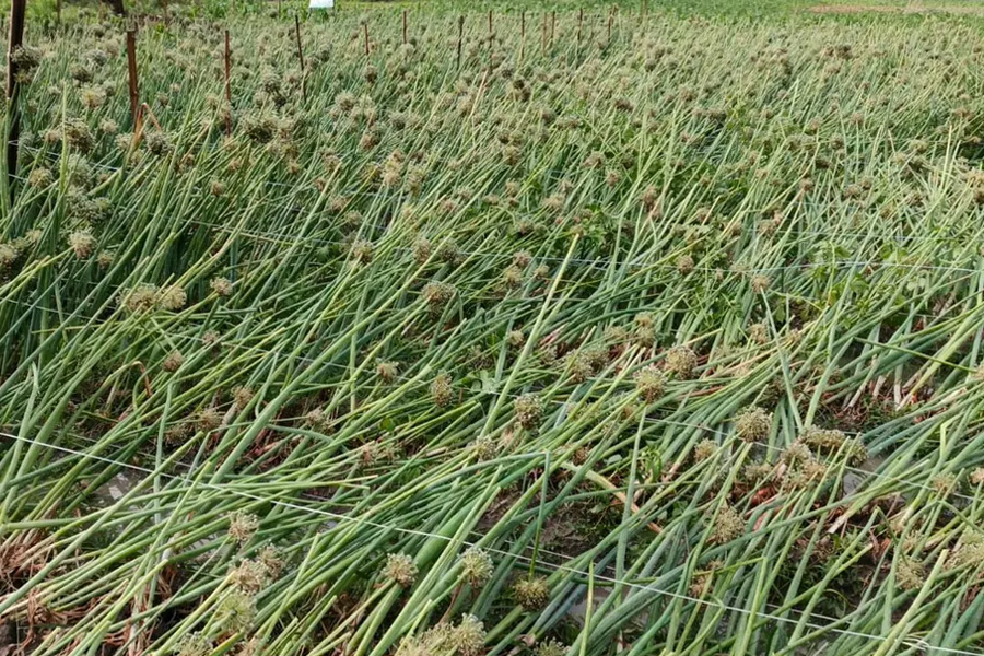 ২০ মিনিটের ঝড়-শিলাবৃষ্টিতে ফসলের ব্যাপক ক্ষতি