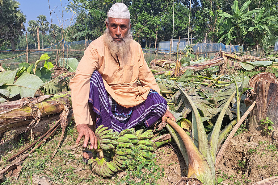 রাজবাড়ীতে রাতের আঁধারে কেটে ফেলা হলো কৃষকের ৫০০ কলাগাছ