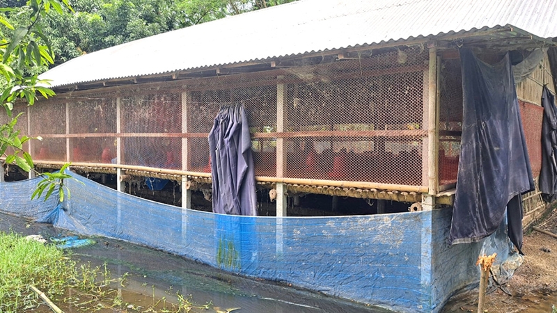 রাজবাড়ীতে মুরগি নিয়ে বিপাকে তরুণ উদ্যোক্তা