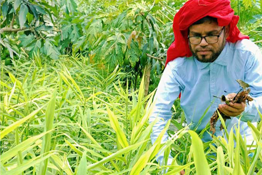 বস্তায় আদা চাষে রাজশাহী পবার জিয়াউলের সফলতা