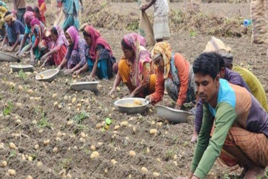 তানোরে প্রতিকেজি আলুতে কৃষকের লোকসান ১৯ টাকা!