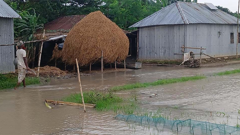 রাজশাহীতে পদ্মায় পানি বৃদ্ধিতে বেকায়দায় চরবাসী